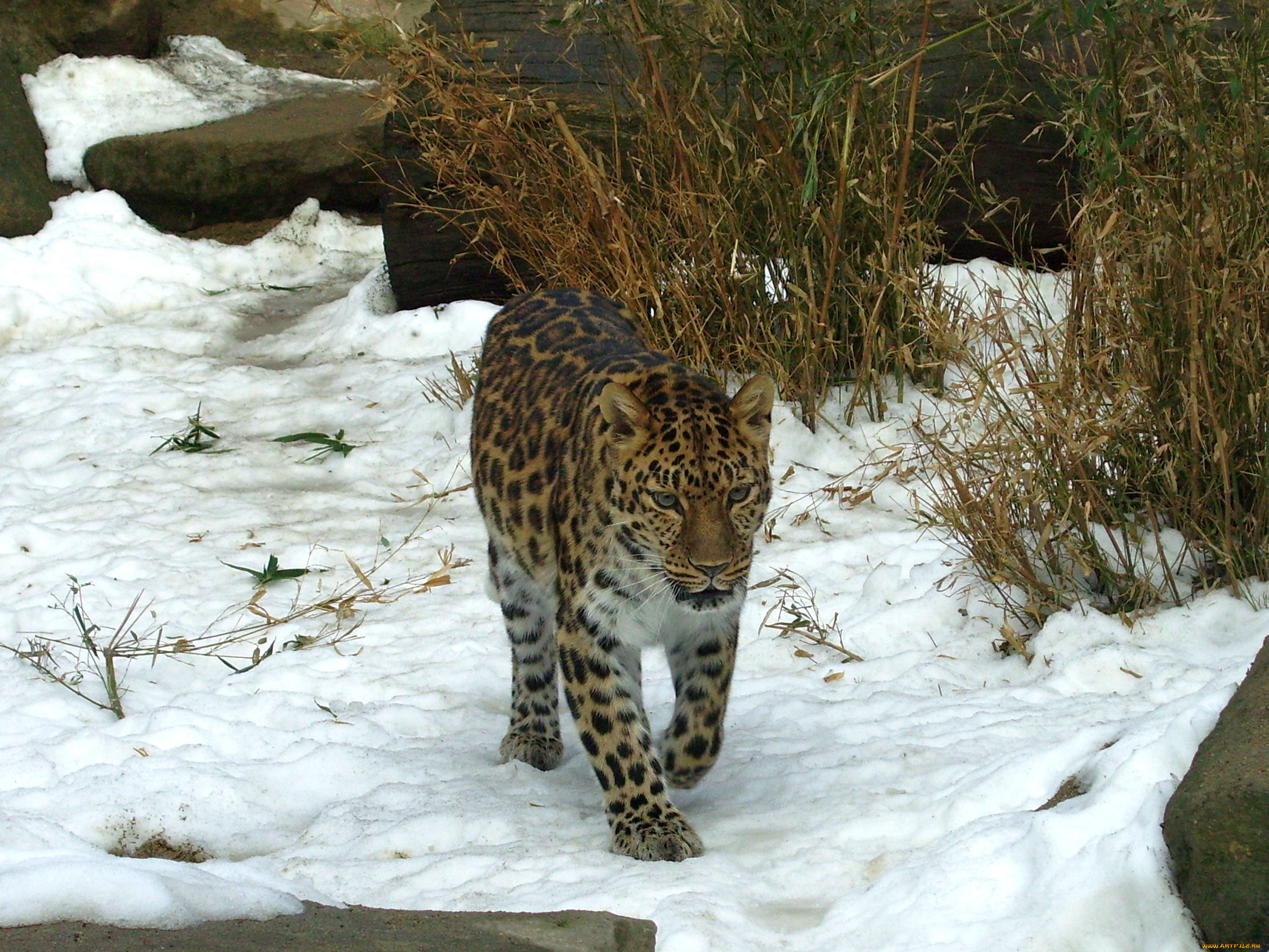 Животные приморского края. Дальневосточный леопард (Panthera pardus orientalis). Лазовский заповедник Дальневосточный леопард. Таежный леопард. Лазовский заповедник животные.